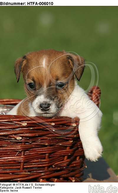 Jack Russell Terrier Welpe / jack russell terrier puppy / HTFA-006010