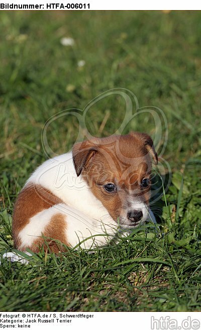 Jack Russell Terrier Welpe / jack russell terrier puppy / HTFA-006011