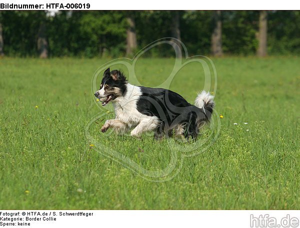 Border Collie / HTFA-006019