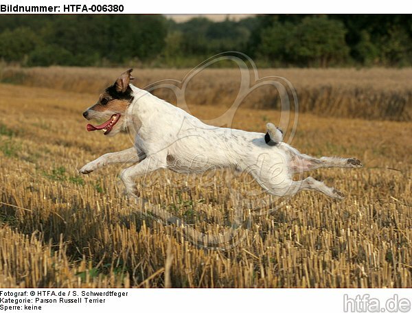 Parson Russell Terrier / HTFA-006380
