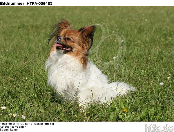 Papillon / HTFA-006463