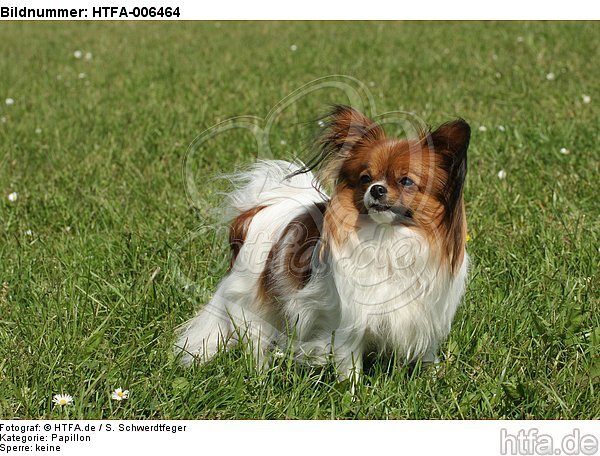 Papillon / HTFA-006464