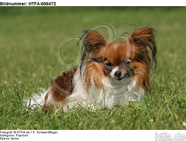 Papillon / HTFA-006472