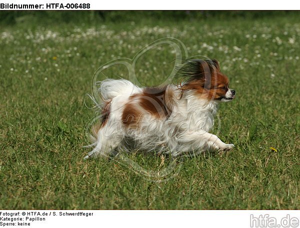 Papillon / HTFA-006488