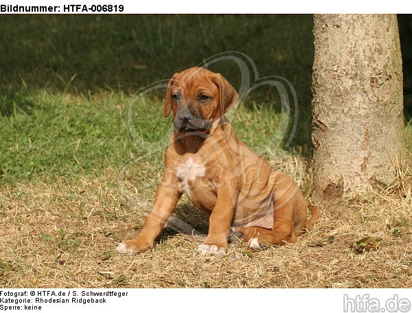 Rhodesian Ridgeback Welpe / rhodesian ridgeback puppy / HTFA-006819