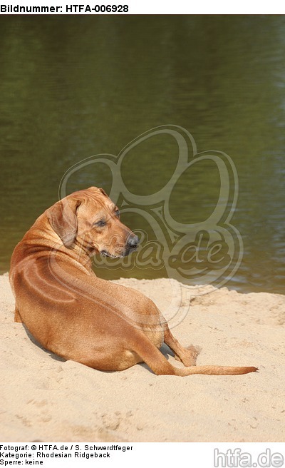 Rhodesian Ridgeback / HTFA-006928