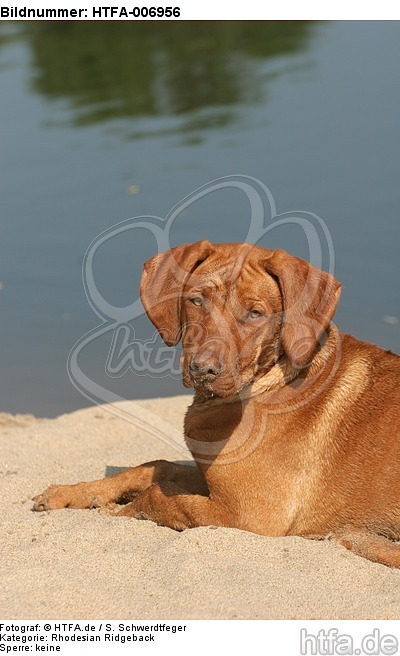 Rhodesian Ridgeback / HTFA-006956