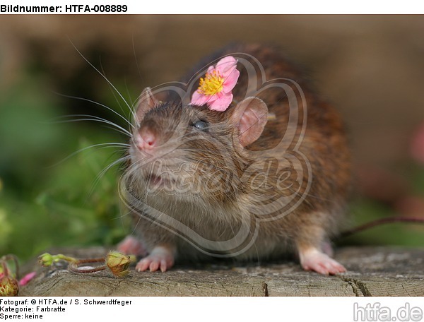 Farbratte mit Blume / rat with flower / HTFA-008889