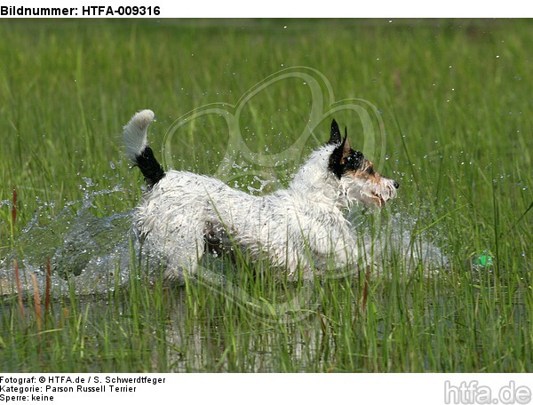 spielender Parson Russell Terrier / playing PRT / HTFA-009316