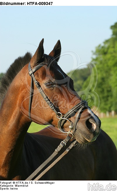 Warmblut Portrait / warmblood portrait / HTFA-009347