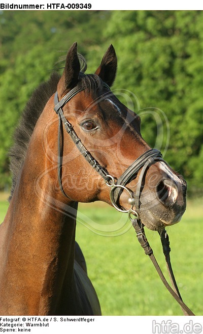 Warmblut Portrait / warmblood portrait / HTFA-009349