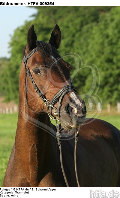 Warmblut Portrait / warmblood portrait / HTFA-009354