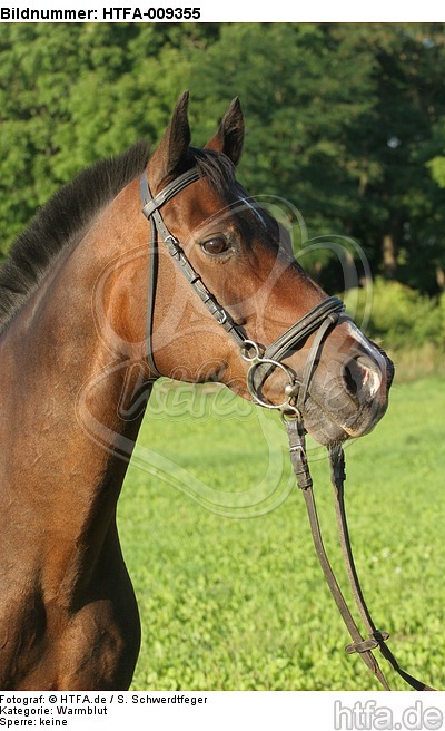 Warmblut Portrait / warmblood portrait / HTFA-009355