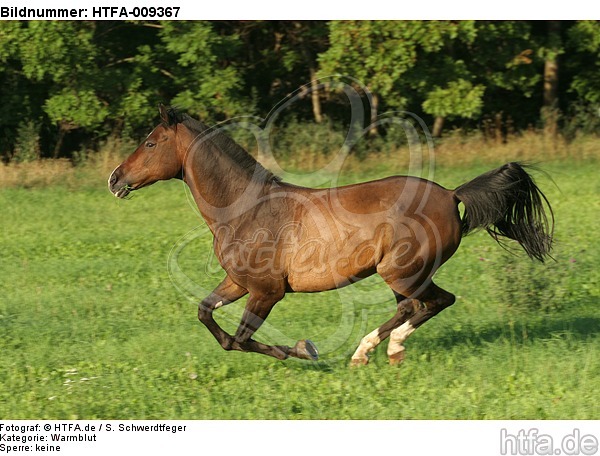 galoppierendes Warmblut / galloping warmblood / HTFA-009367