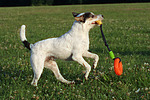 Parson Russell Terrier