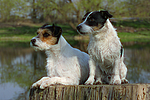 Jack und Parson Russell Terrier / Jack and Parson Russell Terrier