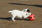 Parson Russell Terrier Welpe / parson russell terrier puppy