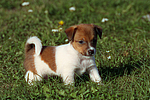 Jack Russell Terrier Welpe / jack russell terrier puppy