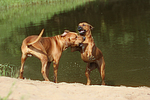 Rhodesian Ridgebacks