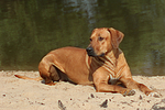 Rhodesian Ridgeback