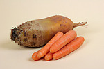 Futterrübe und Möhren / forage-beet and carrots