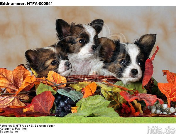 Papillon Welpen / papillon puppies / HTFA-000641