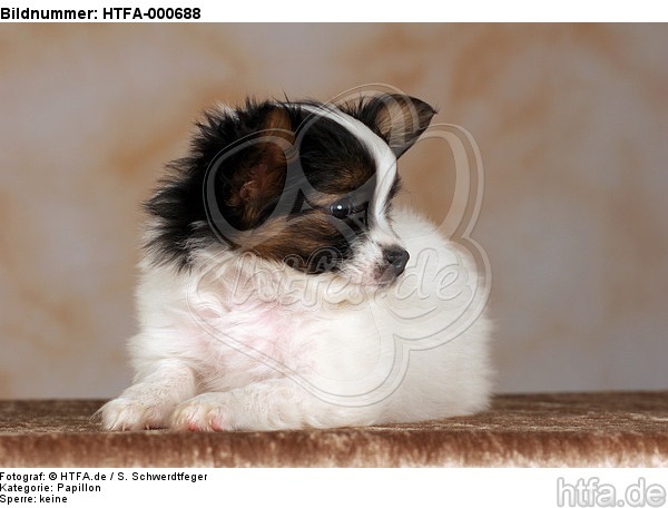 liegender Papillon Welpe / lying papillon puppy / HTFA-000688