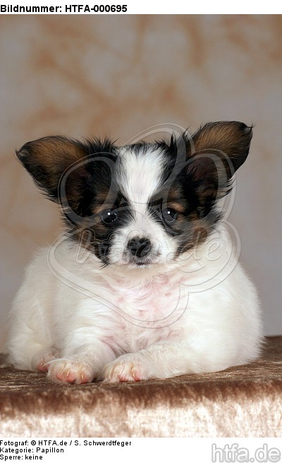 liegender Papillon Welpe / lying papillon puppy / HTFA-000695