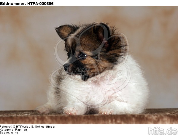 liegender Papillon Welpe / lying papillon puppy / HTFA-000696