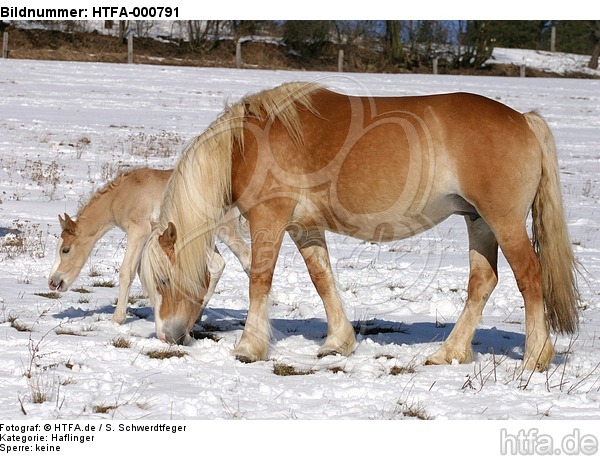 Haflinger / haflinger horses / HTFA-000791