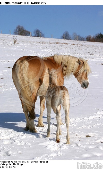 Haflinger / haflinger horses / HTFA-000792