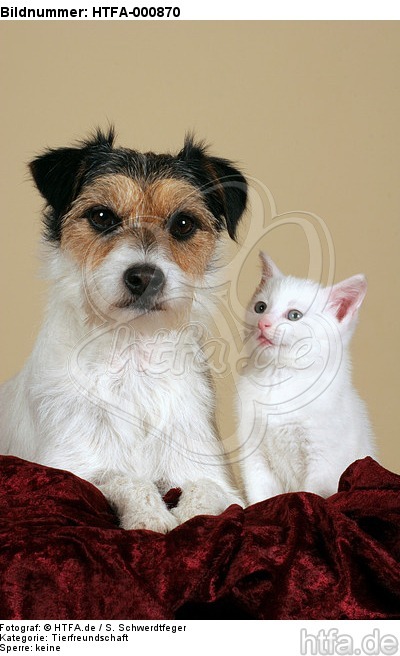 Parson Russell Terrier und Kätzchen / parson russell terrier and kitten / HTFA-000870