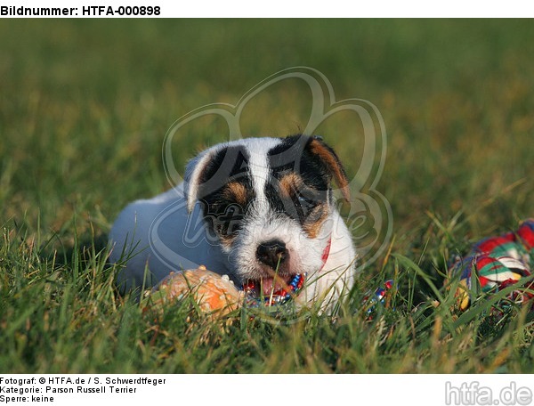 spielender Parson Russell Terrier Welpe / playing PRT puppy / HTFA-000898