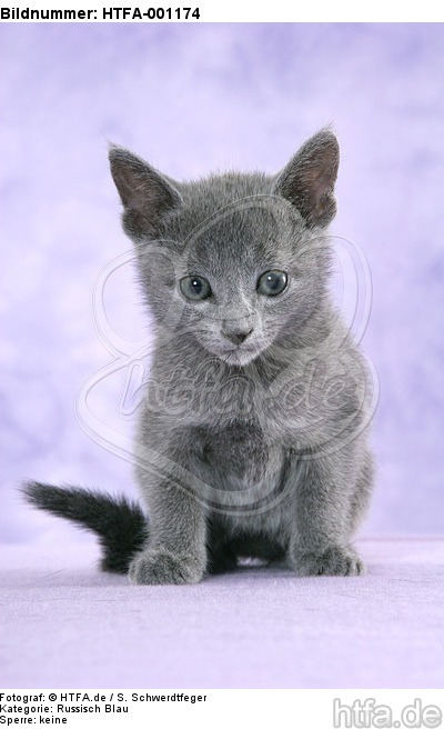 sitzendes Russisch Blau Kätzchen / sitting russian blue kitten / HTFA-001174