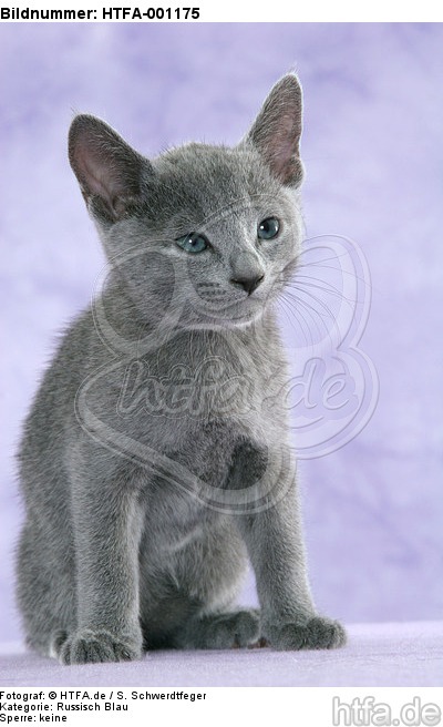 sitzendes Russisch Blau Kätzchen / sitting russian blue kitten / HTFA-001175