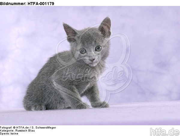 sitzendes Russisch Blau Kätzchen / sitting russian blue kitten / HTFA-001179