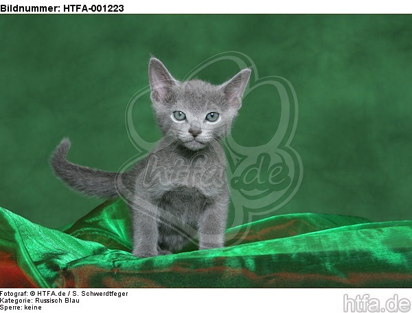 Russisch Blau Kätzchen / russian blue kitten / HTFA-001223