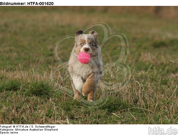 Miniature Australian Shepherd Welpe / miniature australian shepherd puppy / HTFA-001620