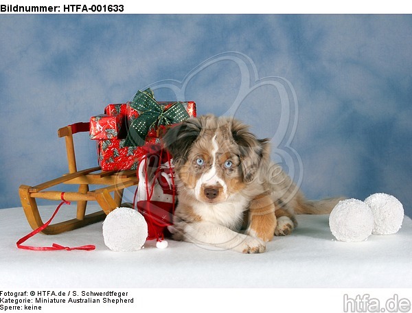 Miniature Australian Shepherd Welpe / miniature australian shepherd puppy / HTFA-001633