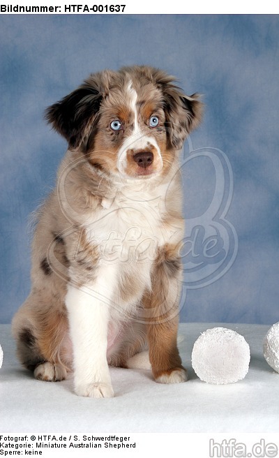 Miniature Australian Shepherd Welpe / miniature australian shepherd puppy / HTFA-001637