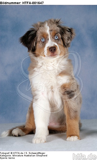 Miniature Australian Shepherd Welpe / miniature australian shepherd puppy / HTFA-001647