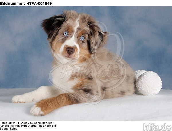 Miniature Australian Shepherd Welpe / miniature australian shepherd puppy / HTFA-001649