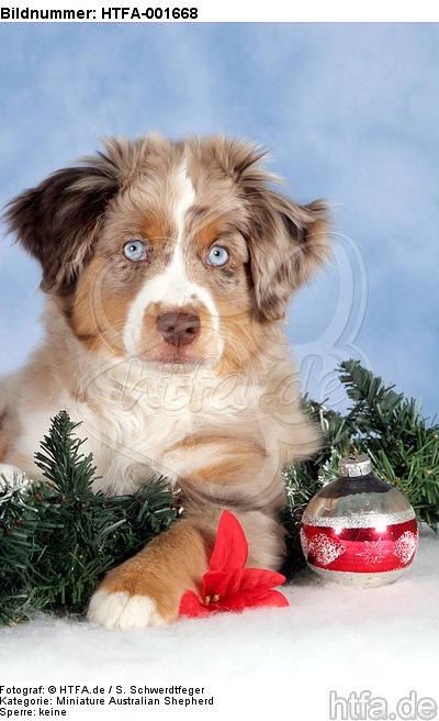 Miniature Australian Shepherd Welpe / miniature australian shepherd puppy / HTFA-001668