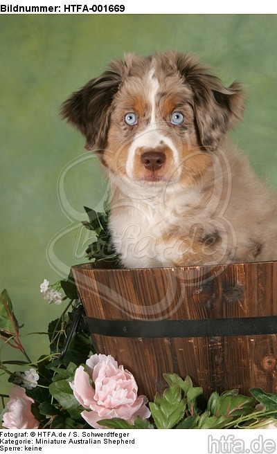 Miniature Australian Shepherd Welpe / miniature australian shepherd puppy / HTFA-001669