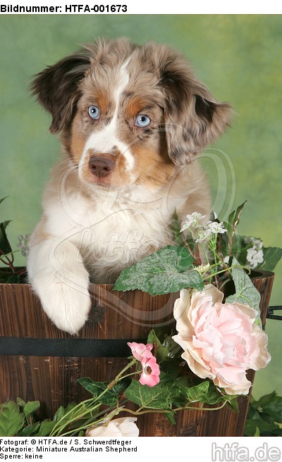 Miniature Australian Shepherd Welpe / miniature australian shepherd puppy / HTFA-001673