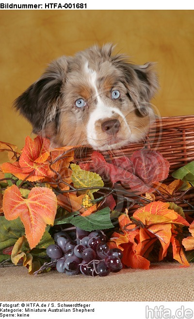 Miniature Australian Shepherd Welpe / miniature australian shepherd puppy / HTFA-001681