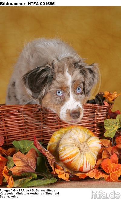 Miniature Australian Shepherd Welpe / miniature australian shepherd puppy / HTFA-001685