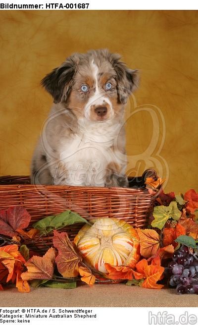 Miniature Australian Shepherd Welpe / miniature australian shepherd puppy / HTFA-001687