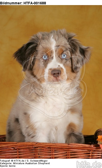 Miniature Australian Shepherd Welpe / miniature australian shepherd puppy / HTFA-001688