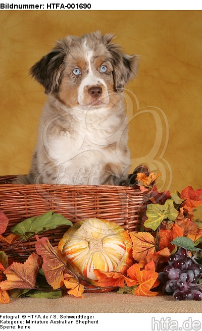 Miniature Australian Shepherd Welpe / miniature australian shepherd puppy / HTFA-001690